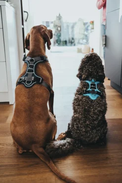 Hunter Divo hundesele S-M lyseblå/grå just mave 52-68 cm - Fleksibel støtte og komfort