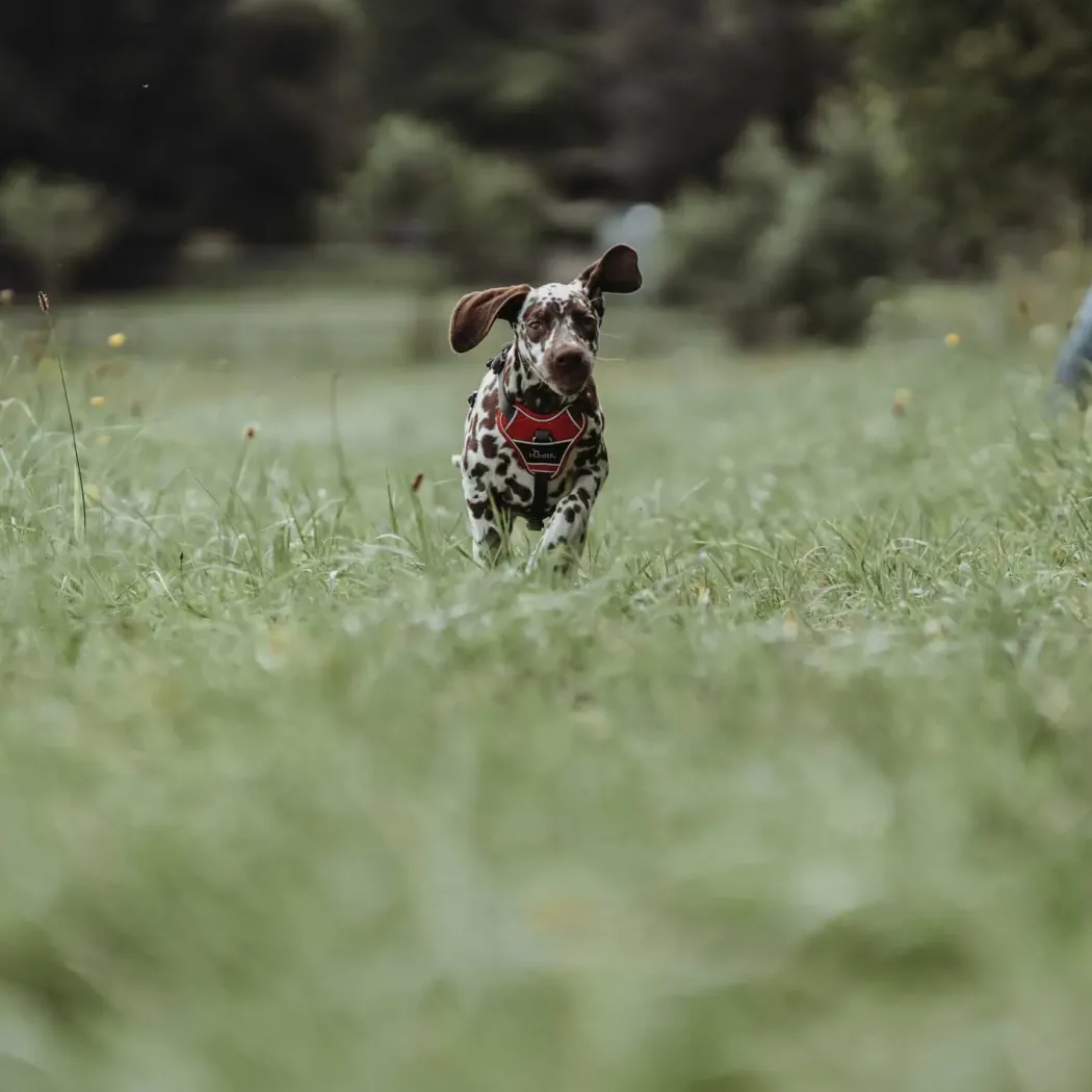Hunter Divo hundesele S-M rød/grå just mave 52-68 cm - Fleksibel støtte til aktive ture