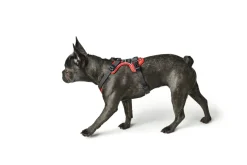Hunter Divo hundesele S-M rød/grå just mave 52-68 cm - Fleksibel støtte til aktive ture