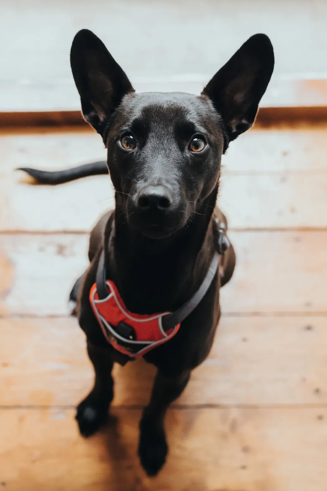 Hunter Divo hundesele S-M rød/grå just mave 52-68 cm - Fleksibel støtte til aktive ture
