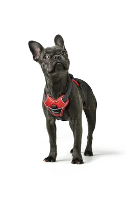 Hunter Divo hundesele S-M rød/grå just mave 52-68 cm - Fleksibel støtte til aktive ture