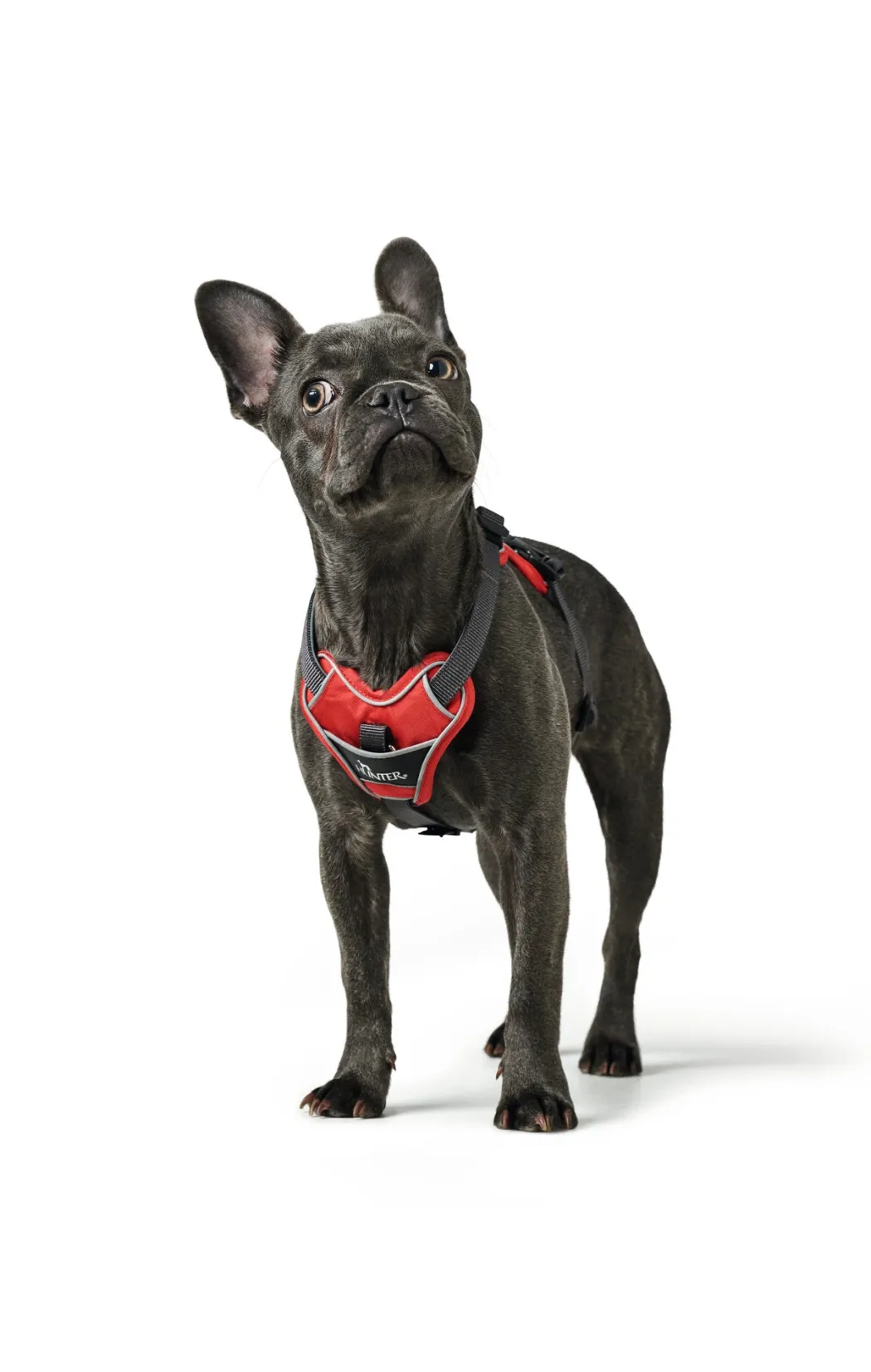 Hunter Divo hundesele S-M rød/grå just mave 52-68 cm - Fleksibel støtte til aktive ture