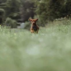 Hunter Divo hundesele S petrol/grå just mave 45-56 cm - Fleksibel kontrol og komfort i balance