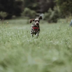 Hunter Divo hundesele S rød/grå just mave 45-56 cm - Smidig pasform og stabil kontrol