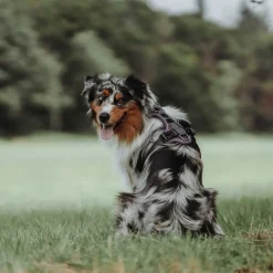 Hunter Divo hundesele S violet/grå just mave 45-56 cm - Tryg pasform og bevægelse