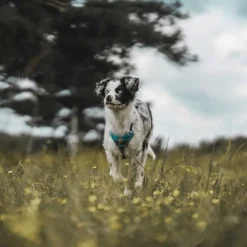 Hunter Divo hundesele XS lyseblå/grå just mave 34-47 cm - Let pasform og høj komfort