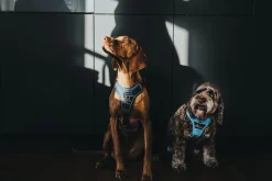 Hunter Divo hundesele XS lyseblå/grå just mave 34-47 cm - Let pasform og høj komfort