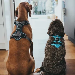 Hunter Divo hundesele XS petrol/grå just mave 34-47 cm - Stabil pasform og synlig sikkerhed