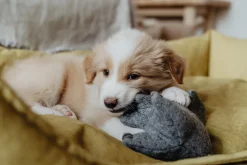 Hunter Eiby Elefant M - bamse til mellemstore hunde