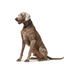 Hunter Eiby Freestyle Blå S - justerbart hundehalsbånd