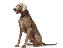Hunter Eiby Freestyle L Blå - let og komfortabelt hundehalsbånd