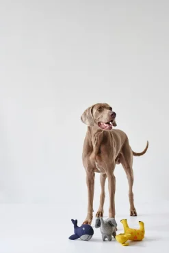 Hunter Eiby Hval S - bamse til små hunde