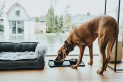 Hunter Halsbånd Divo L Petrol/Grå - justerbart hundehalsbånd (45-55 cm, B 4,5 cm)