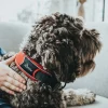 Hunter Halsbånd Divo L Rød/Grå - justerbart hundehalsbånd (45-55 cm, B 4,5 cm)