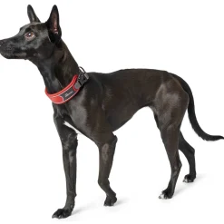 Hunter Halsbånd Divo L Rød/Grå - justerbart hundehalsbånd (45-55 cm, B 4,5 cm)