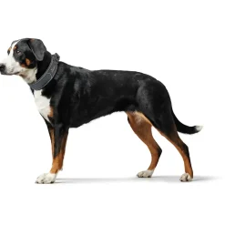 Hunter Halsbånd Divo M Grå/Grå - justerbart hundehalsbånd (35-45 cm, B 4,5 cm)