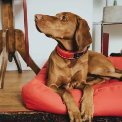 Hunter Halsbånd Divo M Rød/Grå - justerbart hundehalsbånd (35-45 cm, B 4,5 cm)