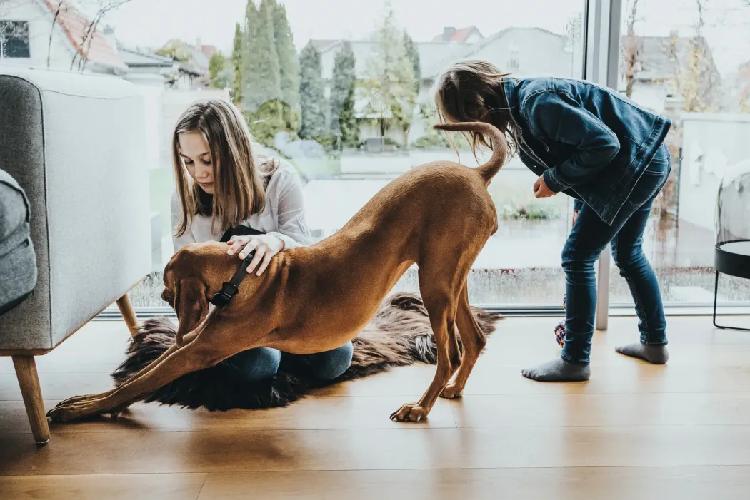 Hunter Halsbånd Divo XL Petrol/Grå - justerbart hundehalsbånd (55-65 cm, B 5,5 cm)