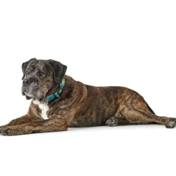 Hunter hunde halsbånd Hilo Turkis M-L - justerbart hundehalsbånd (33-50 cm, B 2,5 cm)