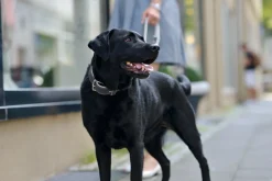 Hunter Hundehalsbånd læder Canada Elg Grå 30 - 21-25 cm