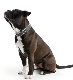 Hunter Hundehalsbånd læder Canada Elg Grå 35 - 24-30 cm