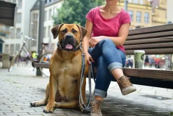 Hunter Hundehalsbånd læder Canada Elg Grå 35 - 24-30 cm