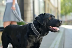 Hunter Hundehalsbånd læder Canada Elg Grå 35 - 24-30 cm