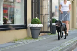 Hunter Hundehalsbånd læder Canada Elg Grå 35 - 24-30 cm