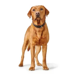 Hunter Hundehalsbånd læder Canada Elg Str.50 Sort/Cognac - 37-43 cm