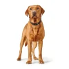 Hunter Hundehalsbånd læder Canada Elg Str.60 Sort/Cognac - 46-52 cm