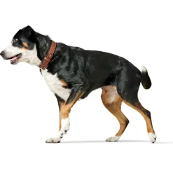 Hunter Hundehalsbånd læder Canada Elg Str.40 Cognac/Sort - 29-35 cm