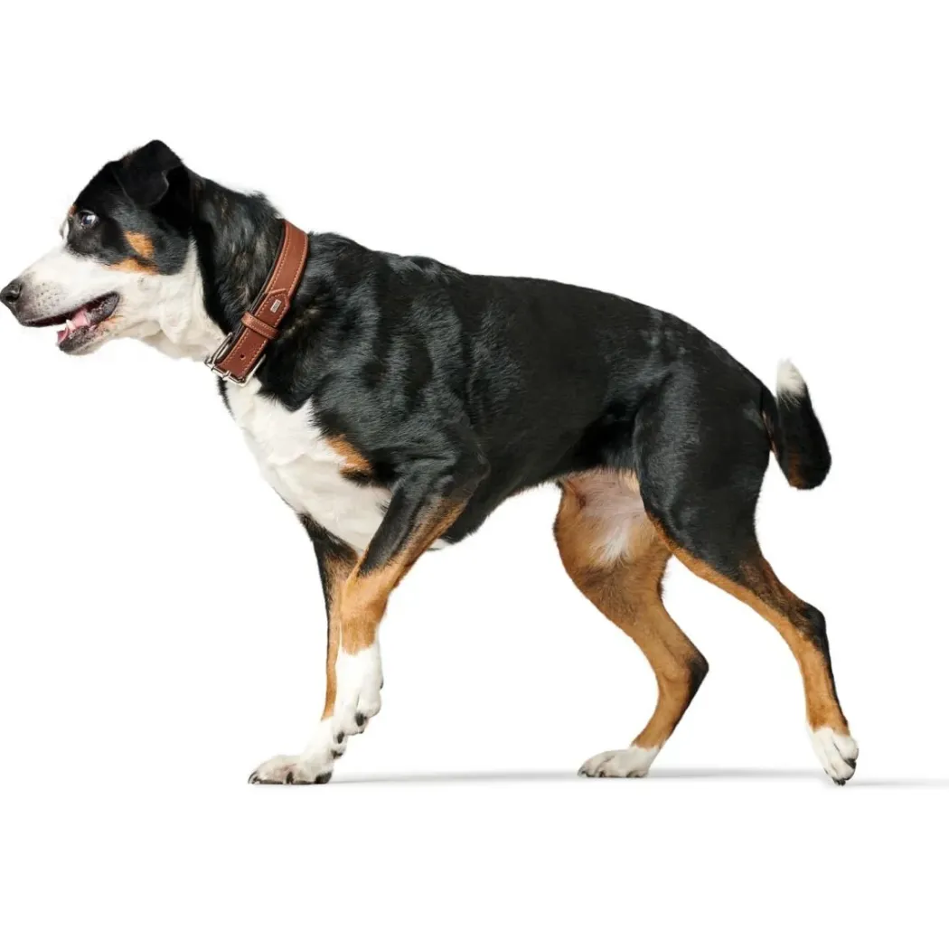Hunter Hundehalsbånd læder Canada Elg Str.50 Cognac/Sort - 37-43 cm