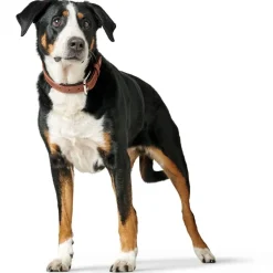 Hunter Hundehalsbånd læder Canada Elg Str.55 Cognac/Sort - 42-48 cm