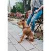 Hunter Hundesele Aalborg cognac XL (M-L/1) - Bryst/hals 58-80 cm