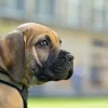 Hunter hundesele Neopren Oliven XL længde 73-94 cm 2,5 cm - blød og stabil komfort