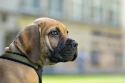 Hunter hundesele Neopren Oliven XL længde 73-94 cm 2,5 cm - blød og stabil komfort