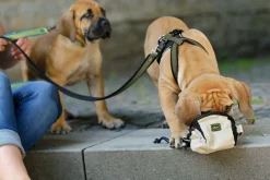 Hunter hundesele Neopren Oliven XL længde 73-94 cm 2,5 cm - blød og stabil komfort