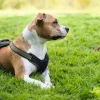Hunter hundesele Neopren Oliven S længde 45-57 cm 1,5 cm - blød og stabil komfort