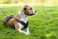 Hunter hundesele Neopren Oliven S længde 45-57 cm 1,5 cm - blød og stabil komfort