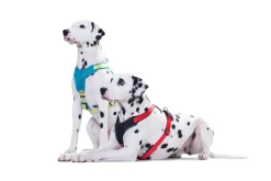 Hunter hundesele Neopren Rød XL længde 73-94 cm 2,5 cm - blød og stabil komfort