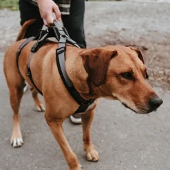 Hunter hundesele Safety Maldon Gråsort L længde 66-118 cm 2,5 cm - sikker stabilitet