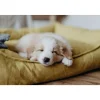 Hunter hundeseng Eiby Stor 100x70 cm Gul
