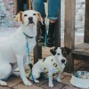Hunter Hundesnor Blå 15/200