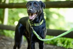 Hunter Hundesnor Hilo Lime 25/200