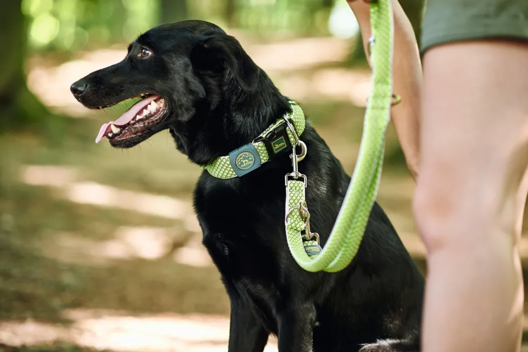 Hunter Hundesnor Hilo Lime 25/200