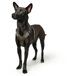 Hunter Mixed Aalborg læder hundesele XS-S grøn/grå hals 40-50 cm - komfort og kvalitet