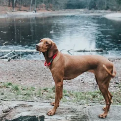 Hunter Oss Halsbånd 55 Rød - reflekterende detaljer til aftenture