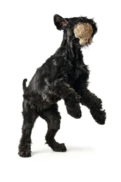 Hunter Pori Hund M - blød bamse til hunde