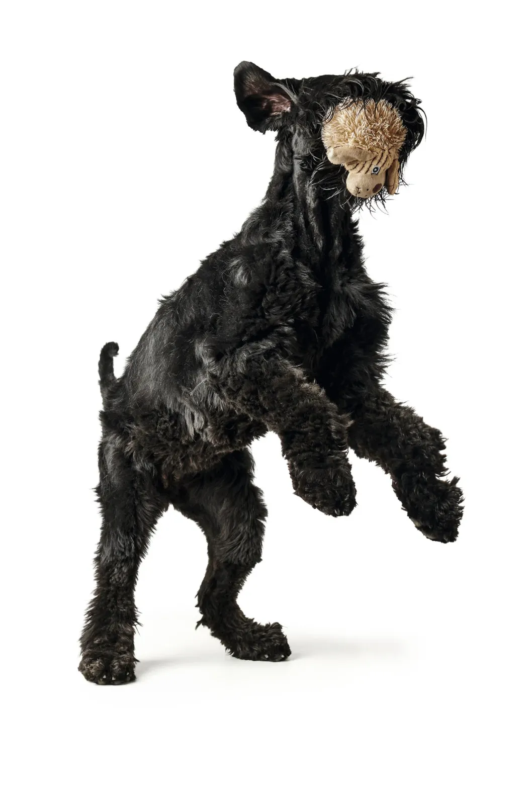 Hunter Pori Hund M - blød bamse til hunde