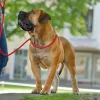 Hunter Retriever hundesnor Freestyle i sort 10 mm 170 cm